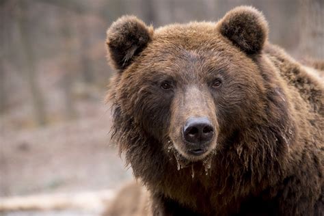 Locuitorii din Piatra-Neamţ, avertizaţi prin RO-ALERT despre apariţia ...