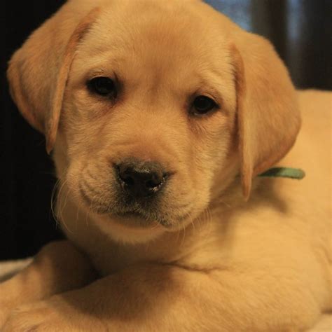 Yellow Labrador Retriever Puppies For Sale • Infinity Pups