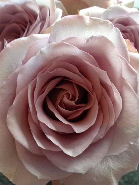 Antique roses