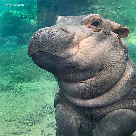 Cameo - Fiona the Hippo