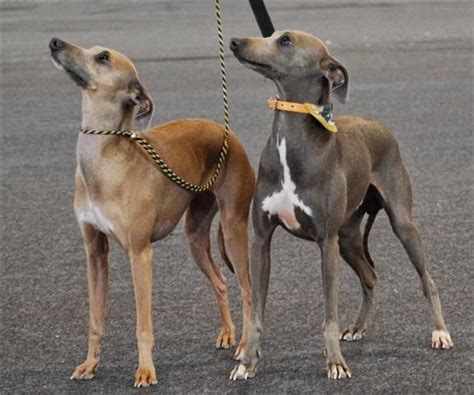 PERROS DE RAZA: GALGO ITALIANO