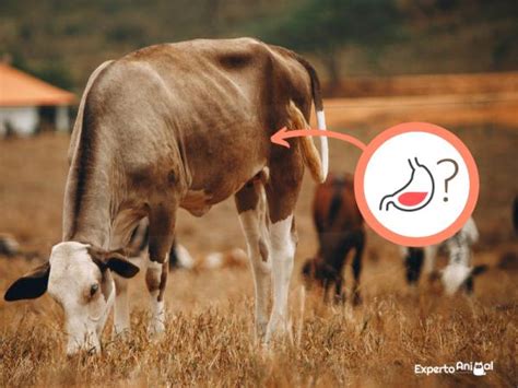 que es el librillo de la vaca