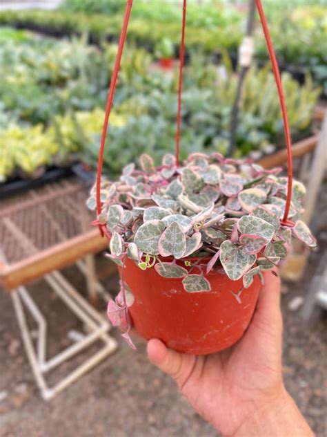 String of Hearts Variegated — House Plant Shop