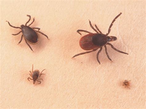 Ticks and Lyme Disease: An Increasing Problem in Recent Years
