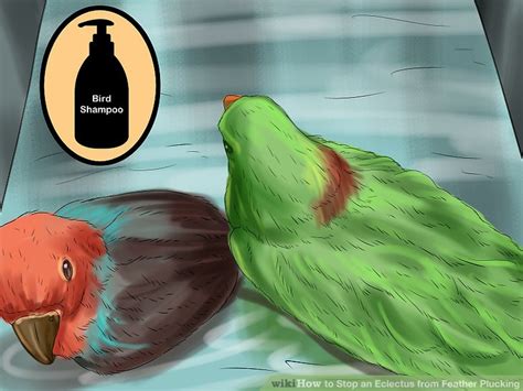 How To Stop Your Eclectus Parrot From Feather Plucking | Master Parrot