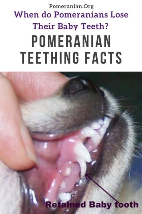 Pomeranian Teething Age Issues