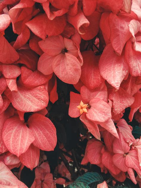 Photo of Yellow and Purple Flowers · Free Stock Photo