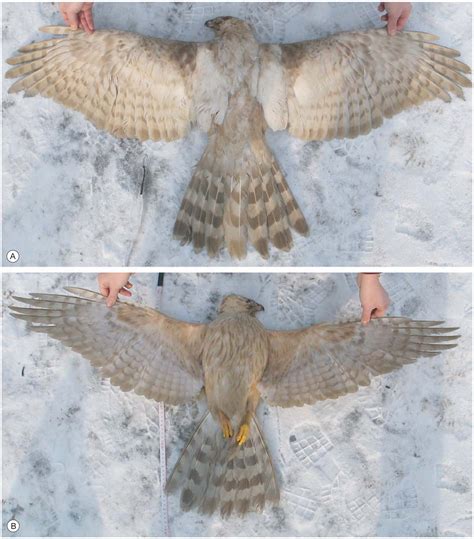 Plumage Aberration in Northern Goshawk Accipiter gentilis