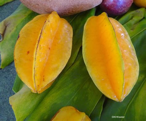 A Wandering Botanist: Plant Story -- Star Fruit, Carambola, Averrhoa