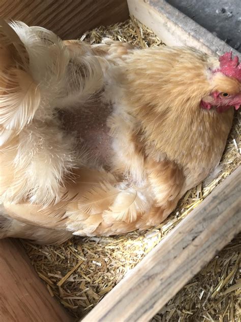 how to know if your chick is a rooster