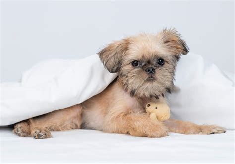 27 Short & Long Haired Brussels Griffon Puppies (2024)