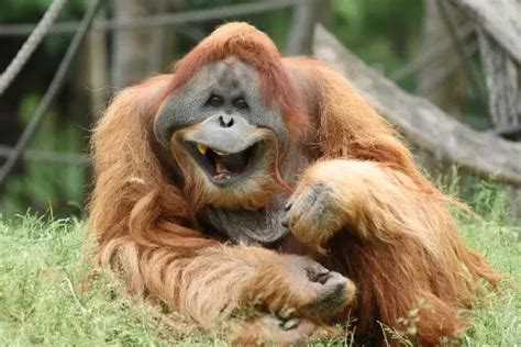 Top 15 Strongest Monkeys & Apes in the World (2023 Updated) - HowitSee
