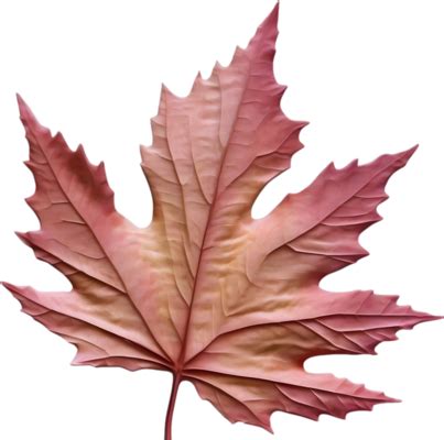 Maple PNGs for Free Download