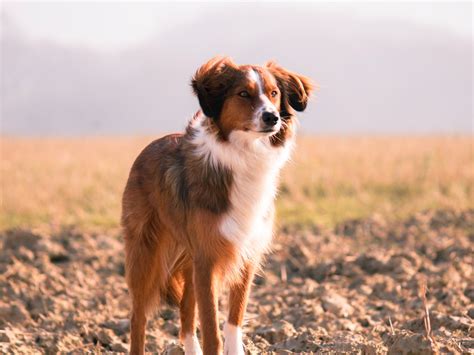 How To Treat A Bee Sting On Dog Paw