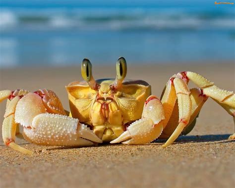 Zdjęcie: Piasek, Szczypce, Plaża, Krab