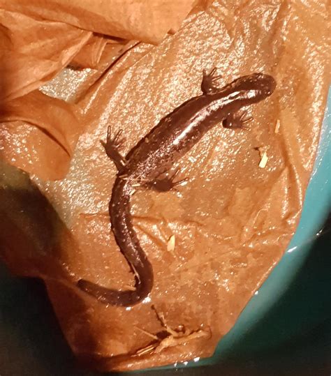 About 14cm Salamander found just north of Kingston Ontario. : r/species
