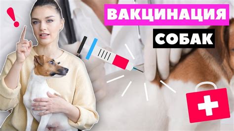 ВАКЦИНАЦИЯ СОБАК | ДЕЛАЕМ ПРИВИВКИ: график прививок, выбор вакцины ...