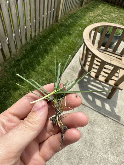 Grass identification | Lawn Care Forum