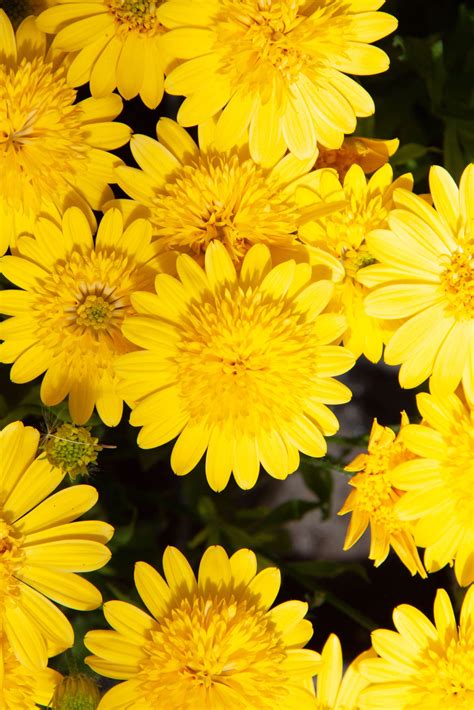 Osteospermum 3D Deep Sun | Gardenhouse.sk