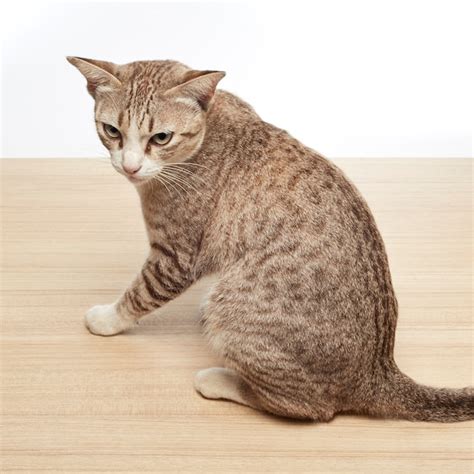 cat sitting  pictures