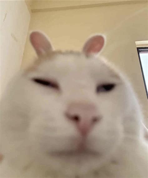 blursed_cat : r/blursedimages
