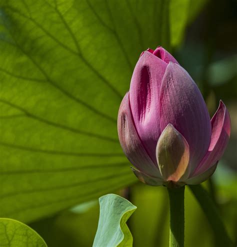 Lotus Fleur De Plante - Photo gratuite sur Pixabay - Pixabay