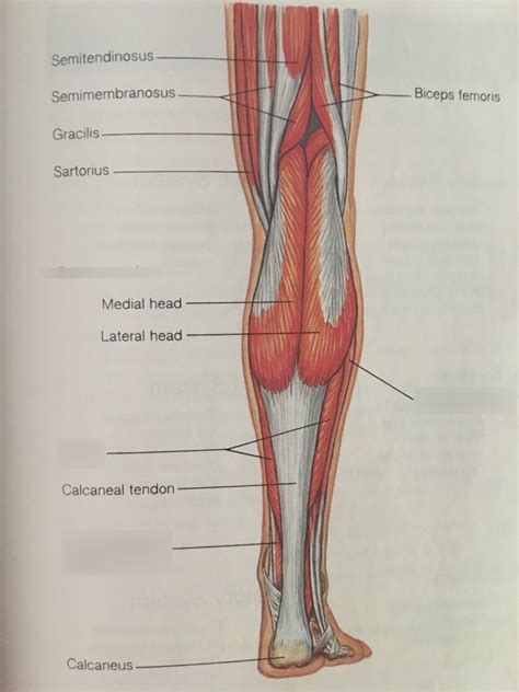 Posterior Right Leg Muscle Anatomy Diagram | Quizlet