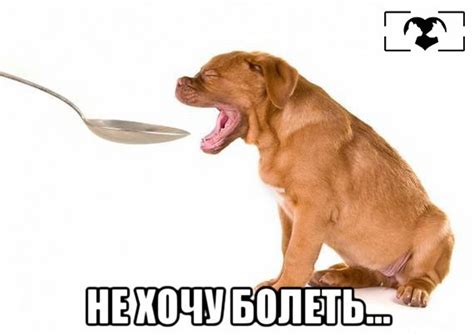 4 полезных совета, как без градусника измерить температуру песику ...
