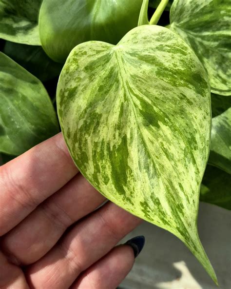 Variegated Trailing Philodendron (Philodendron hederaceum variegata