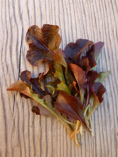 Seeds > Lettuce – Native-Seeds-Search