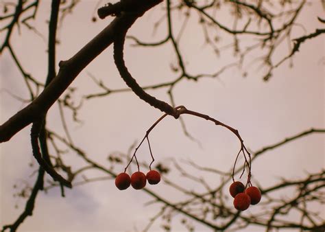 berry tree branch  photo  pixabay pixabay