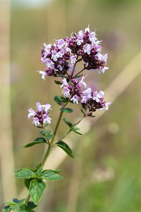 Origanum vulgare - Изображение особи - Плантариум