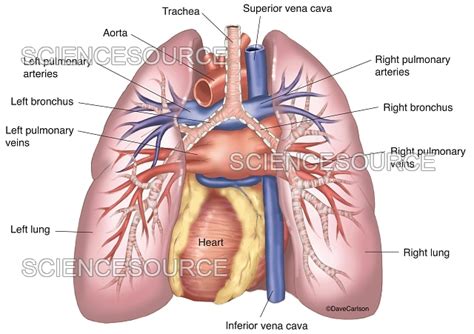 Posterior Heart Diagram Labeled