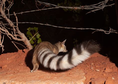 ringtail ndow