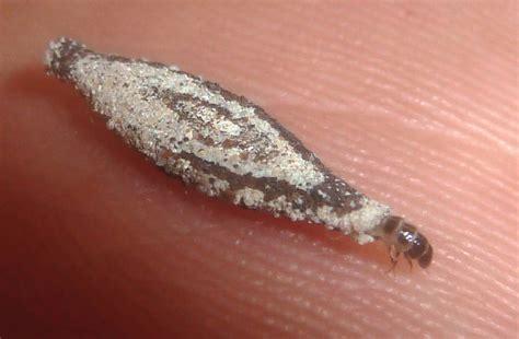 Lepidoptera Larvae