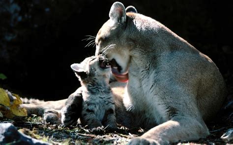 cougar : High Definition Background - Coolwallpapers.me!