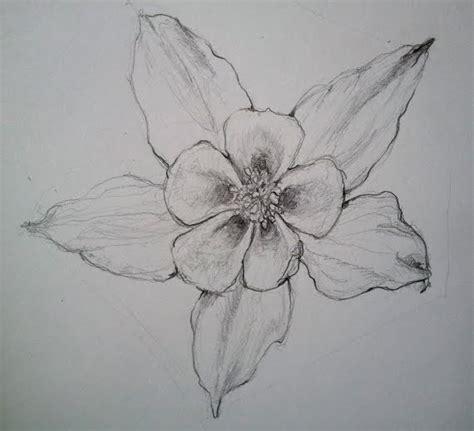 Columbine Flower Drawing at PaintingValley.com | Explore collection of ...