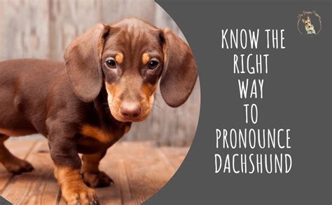 What Is The Correct Way To Pronounce Dachshund