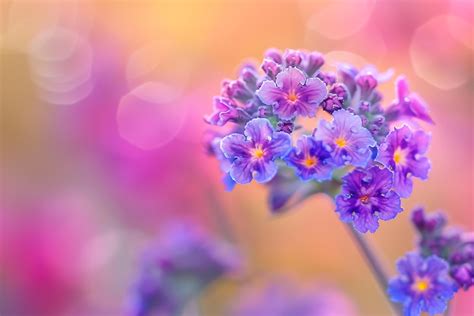 Heliotrope Flowers with Soft. Colors. Nature. Background 48624566 Stock