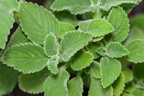 Benefícios Da Malva Do Reino