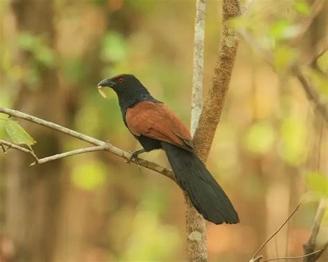 greater coucal facts diet habitat pictures  animaliabio