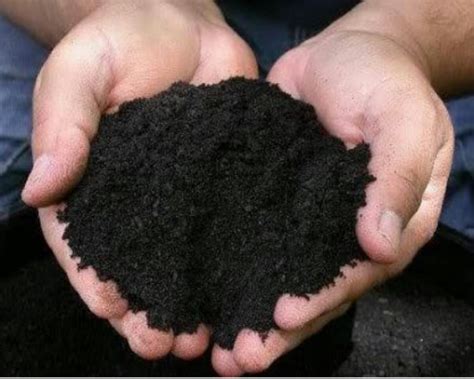 terra preta soil  future