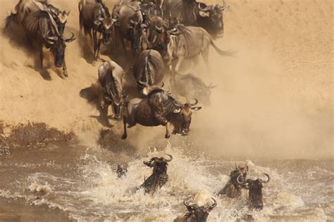 What Is The Best Time To Witness The Great Wildebeest Migration?
