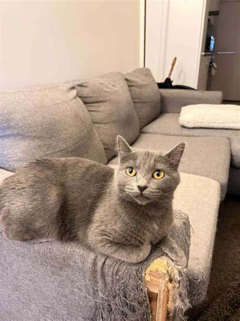 Expression of interest rehoming of gorgeous Blue Russian | Cats