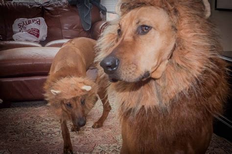 March Comes in Like a Lion(hound) - Marking Our Territory
