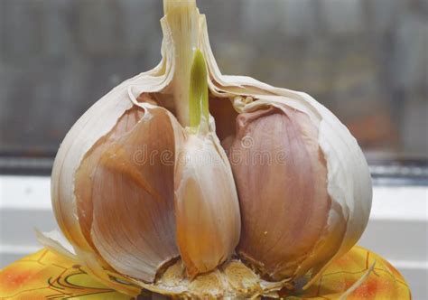 A Large Head of Garlic Close -up with a Sprouted Clove. Seasoning for ...