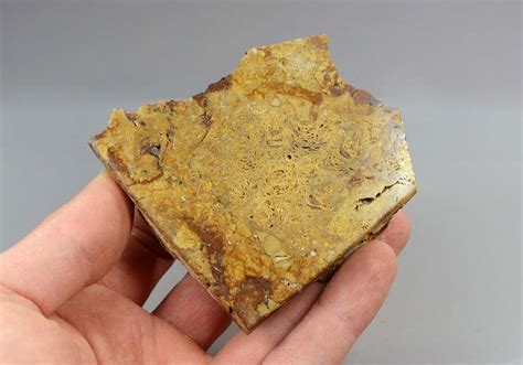 Купить Окаменелый коралл, полированный срез 187 в интернет-магазине ...