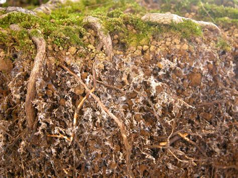 Micorriza, una alternativa sustentable de fertilización | Secretaría de ...