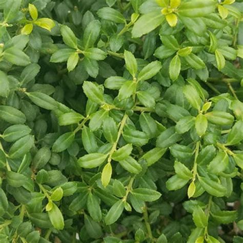 Dwarf Burford Holly | PlantAddicts.com