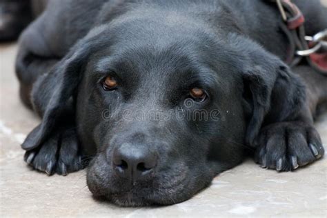 Lazy dog stock image. Image of posed, dark, intelligent - 11119903